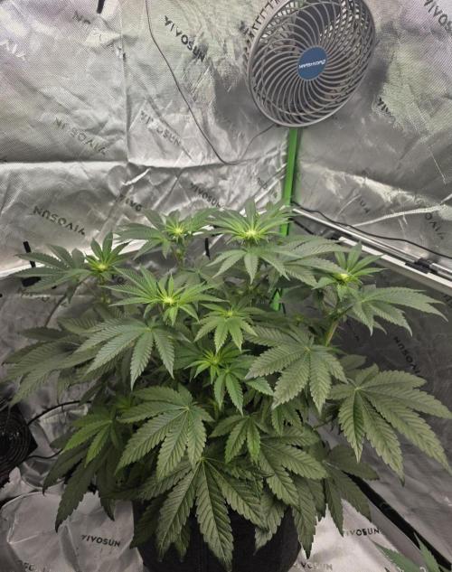 Wizard Trees - Studio Cherry. Week 8 - Day 53