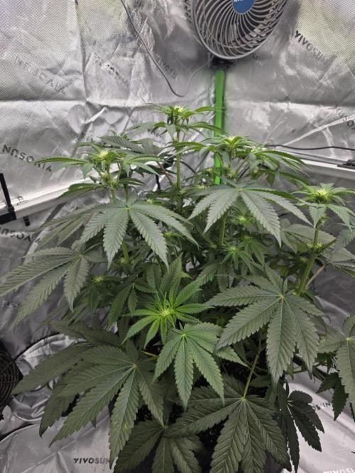 Wizard Trees - Studio Cherry. Week 8 - Day 54