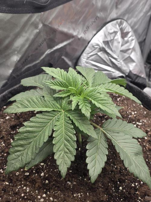 Trop Cherry Gas  - Relentlless. Week 4 - Day 22
