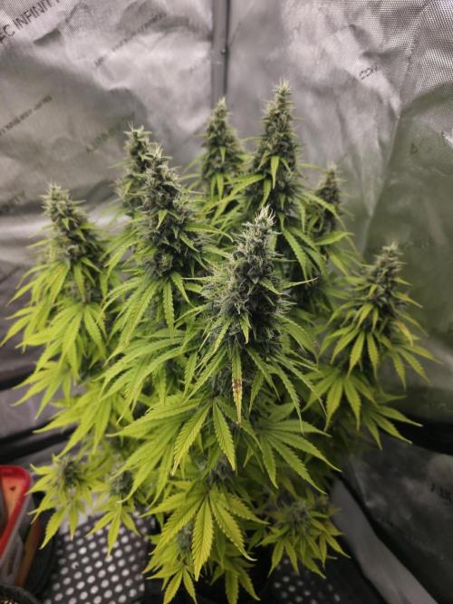 Pandora Auto - Paradise Seeds. Week 13 - Day 90