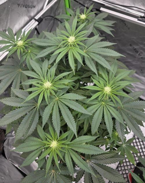 Wizard Trees - Studio Cherry. Week 8 - Day 55