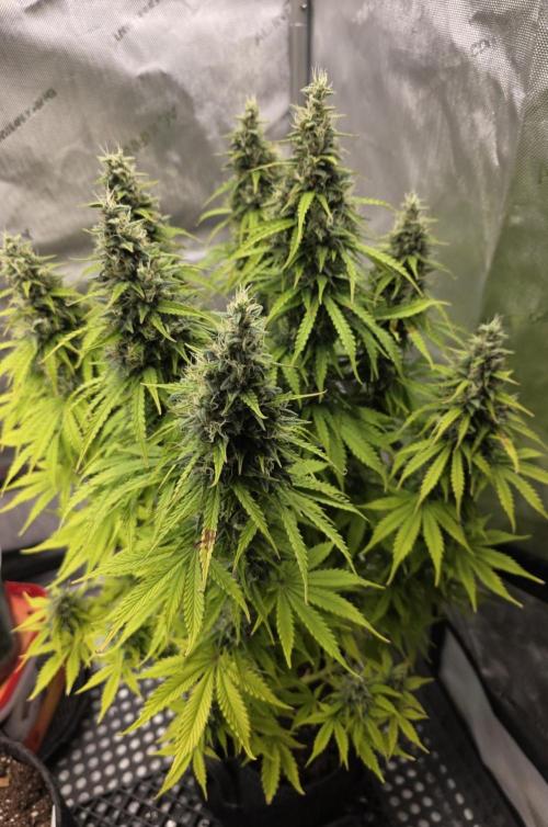 Pandora Auto - Paradise Seeds. Week 13 - Day 91