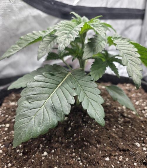 Trop Cherry Gas  - Relentlless. Week 4 - Day 23