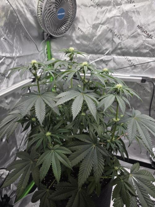 Wizard Trees - Studio Cherry. Week 8 - Day 56