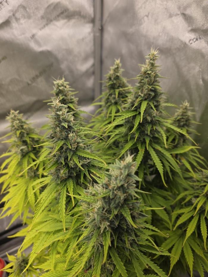 Pandora Auto - Paradise Seeds. Week 14 - Day 92