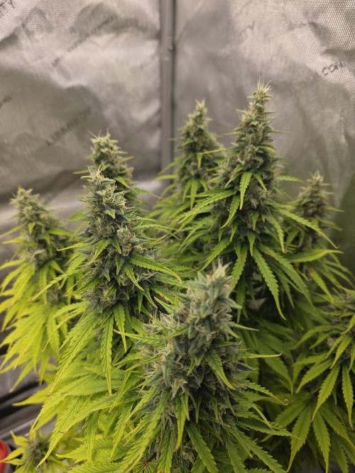 Pandora Auto - Paradise Seeds. Week 14 - Day 92