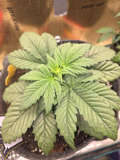 Strawberry Kiss - Mephisto Genetics. Week 4 - Day 24