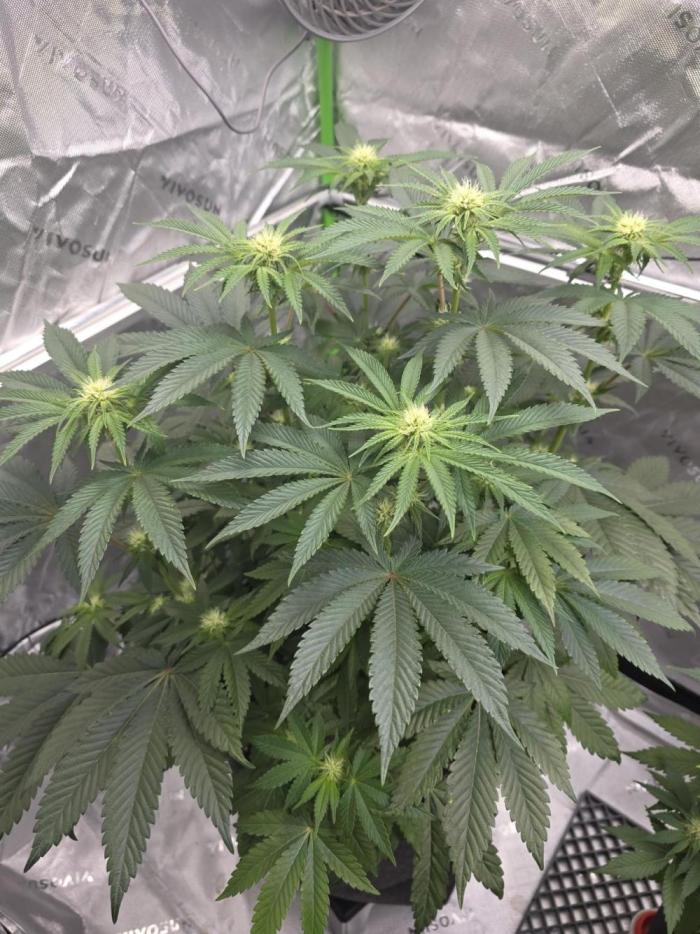 Wizard Trees - Studio Cherry. Week 9 - Day 58