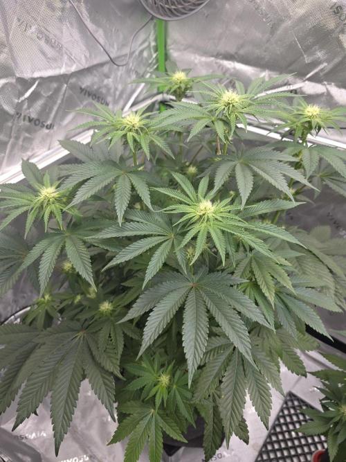 Wizard Trees - Studio Cherry. Week 9 - Day 58