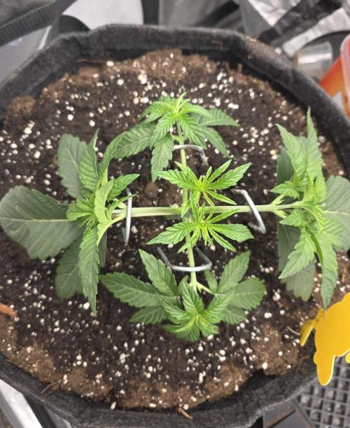 Trop Cherry Gas  - Relentlless. Week 4 - Day 26