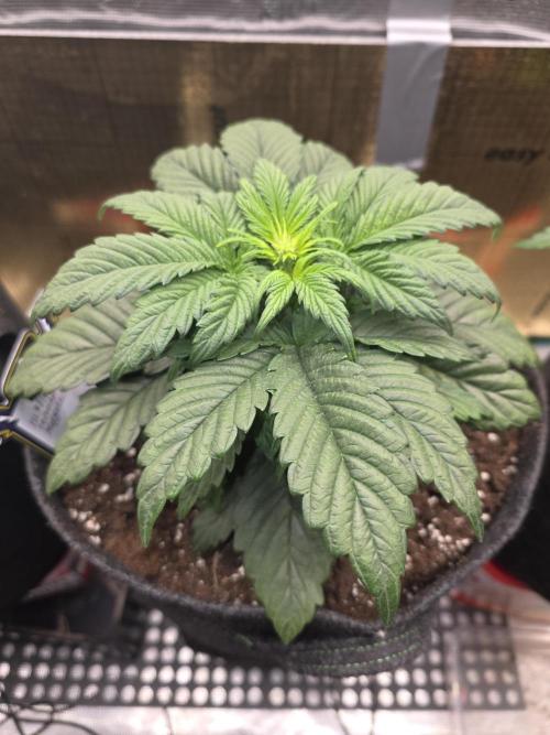 Strawberry Kiss - Mephisto Genetics. Week 4 - Day 26