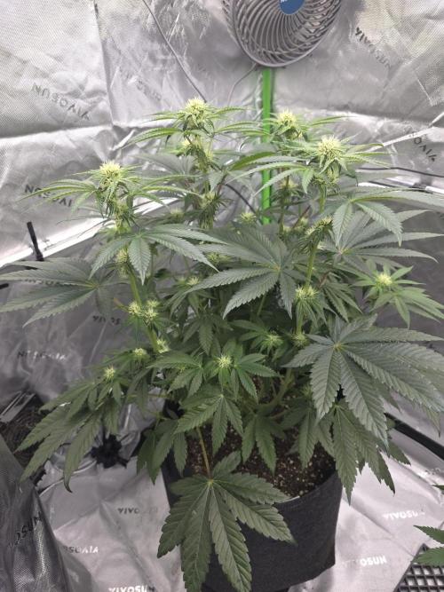 Wizard Trees - Studio Cherry. Week 9 - Day 59