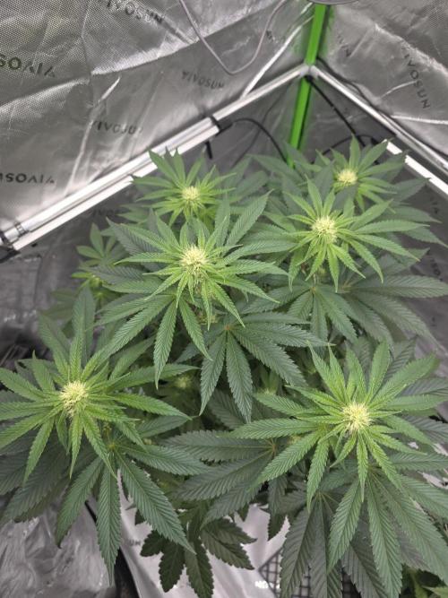 Wizard Trees - Studio Cherry. Week 9 - Day 59