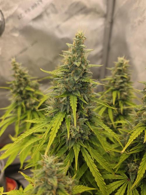 Pandora Auto - Paradise Seeds. Week 14 - Day 95