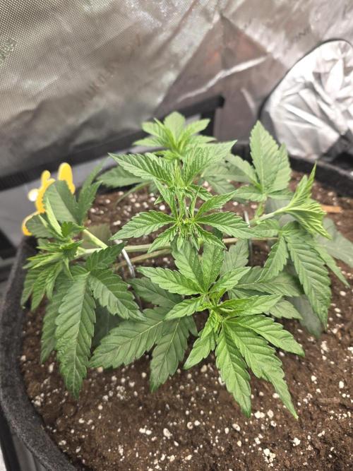 Trop Cherry Gas  - Relentlless. Week 4 - Day 27 