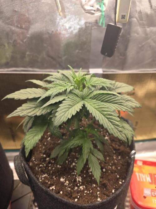 Strawberry Kiss - Mephisto Genetics. Week 4 - Day 27