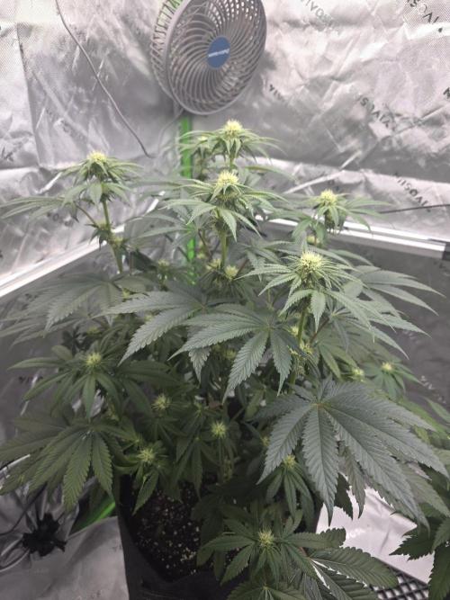 Wizard Trees - Studio Cherry. Week 9 - Day 60