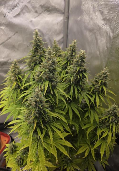 Pandora Auto - Paradise Seeds. Week 14 - Day 96