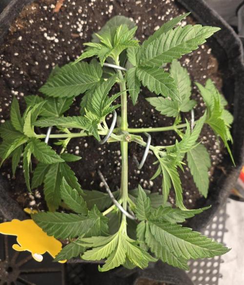 Trop Cherry Gas  - Relentlless. Week 4 - Day 28