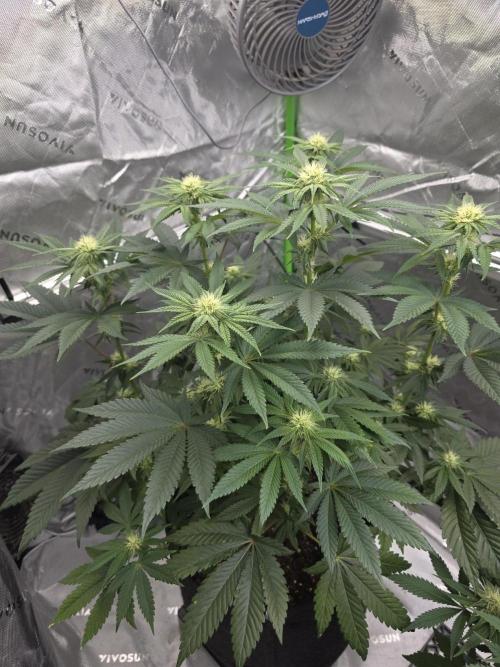 Wizard Trees - Studio Cherry. Week 9 - Day 61