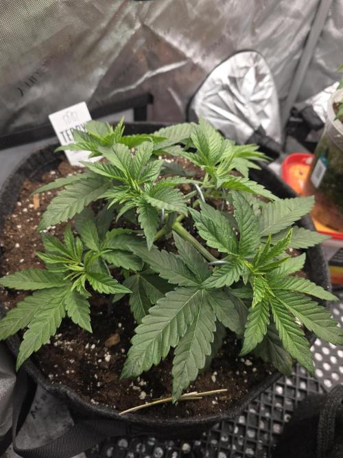 Trop Cherry Gas  - Relentlless. Week 5 - Day 29
