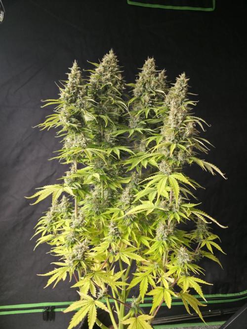 Pandora Auto - Paradise Seeds. Week 14 - Day 97