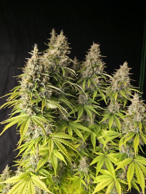 Pandora Auto - Paradise Seeds. Week 14 - Day 97