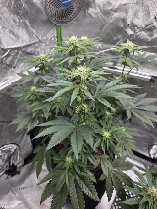 Wizard Trees - Studio Cherry. Week 9 - Day 62