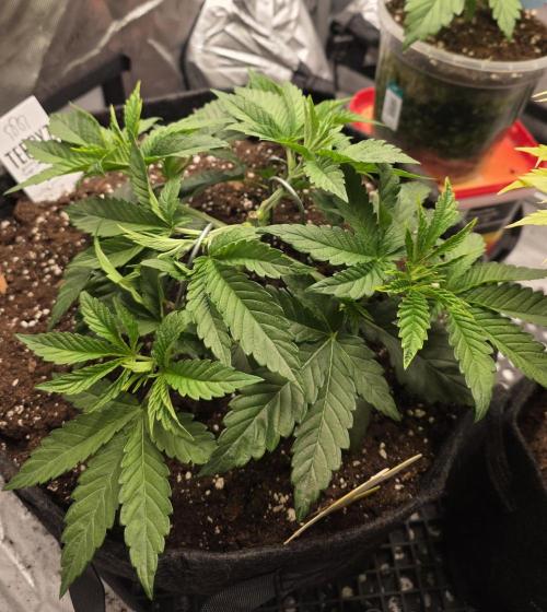 Trop Cherry Gas  - Relentlless. Week 5 - Day 30