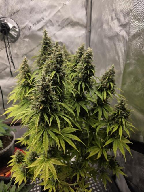 Pandora Auto - Paradise Seeds. Week 14 - Day 98