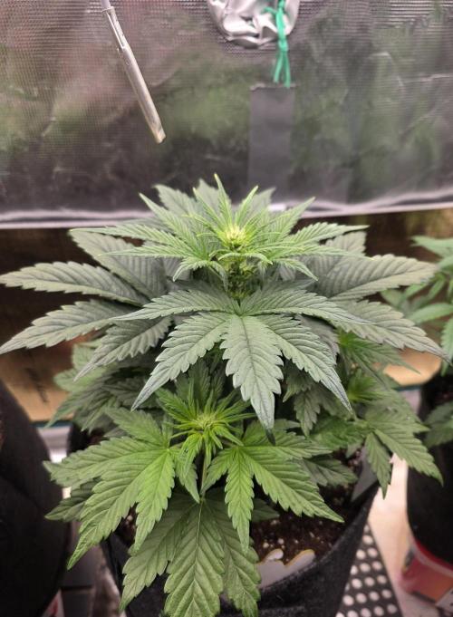 Strawberry Kiss - Mephisto Genetics. Week 5 - Day 31