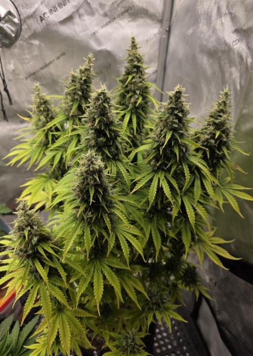 Pandora Auto - Paradise Seeds. Week 15 - Day 99