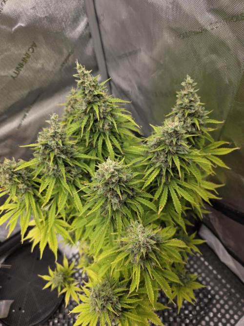 Pandora Auto - Paradise Seeds. Week 15 - Day 100