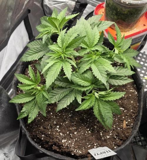 Trop Cherry Gas  - Relentlless. Week 5 - Day 31