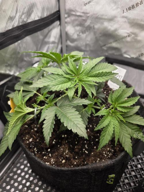 Trop Cherry Gas  - Relentlless. Week 5 - Day 32