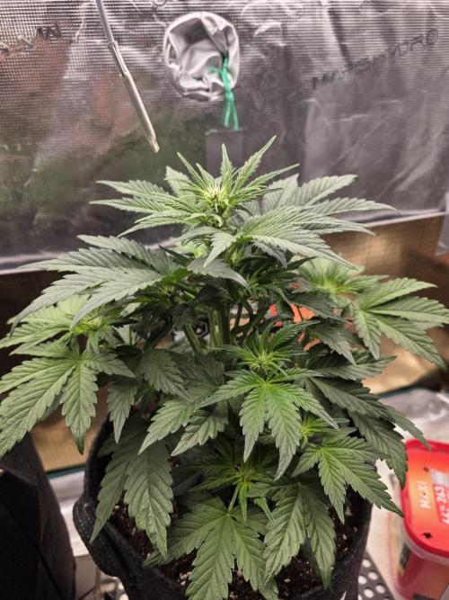 Strawberry Kiss - Mephisto Genetics. Week 5 - Day 32