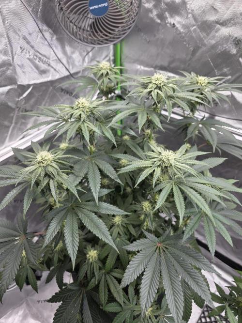 Wizard Trees - Studio Cherry. Week 10 - Day 65