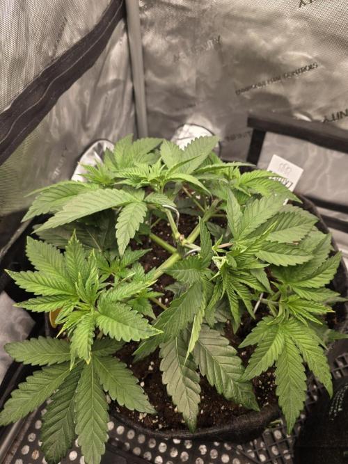 Trop Cherry Gas  - Relentlless. Week 5 - Day 33
