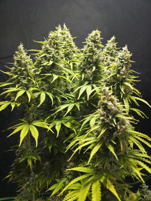 Pandora Auto - Paradise Seeds. Week 15 - Day 101