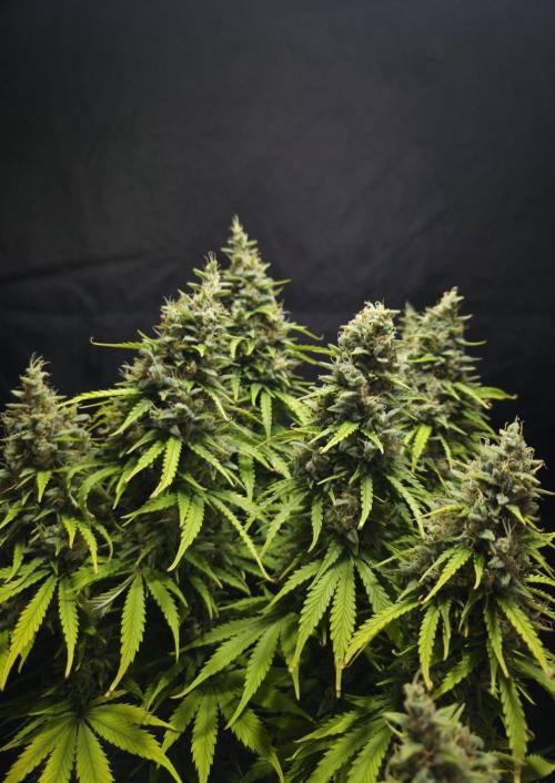 Pandora Auto - Paradise Seeds. Week 15 - Day 101