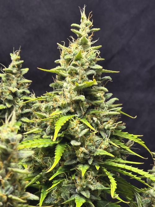 Pandora Auto - Paradise Seeds. Week 15 - Day 101