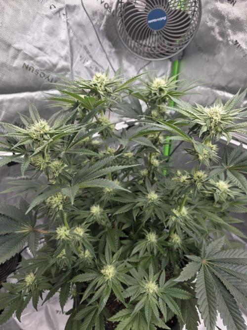 Wizard Trees - Studio Cherry. Week 10 - Day 66