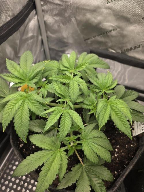 Trop Cherry Gas  - Relentlless. Week 5 - Day 34 second Topping