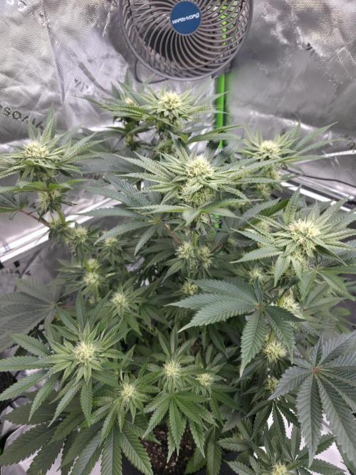 Wizard Trees - Studio Cherry. Week 10 - Day 67