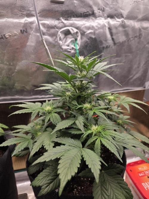 Strawberry Kiss - Mephisto Genetics. Week 5 - Day 35