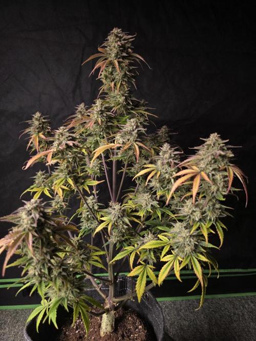 Slamberry - Speedrun Seeds. Week 12