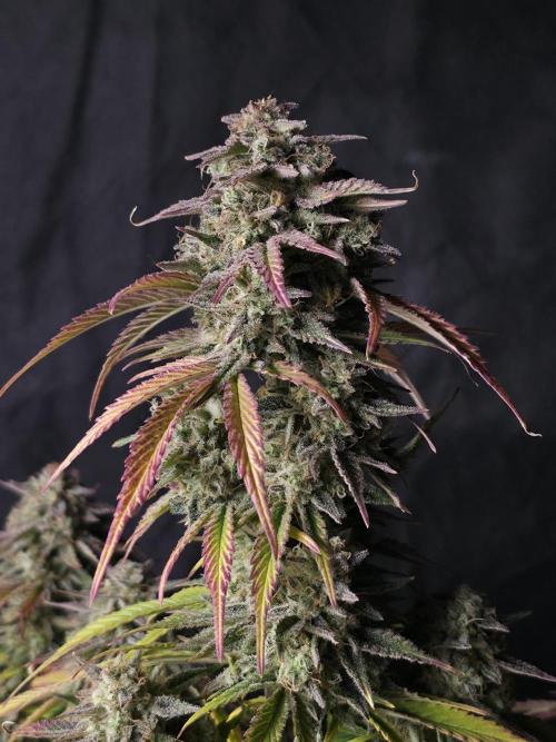 Slamberry - Speedrun Seeds. Week 12