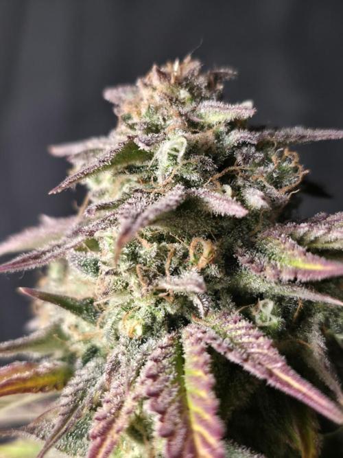 Slamberry - Speedrun Seeds. Week 12