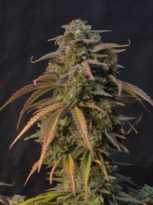 Slamberry - Speedrun Seeds. Week 12