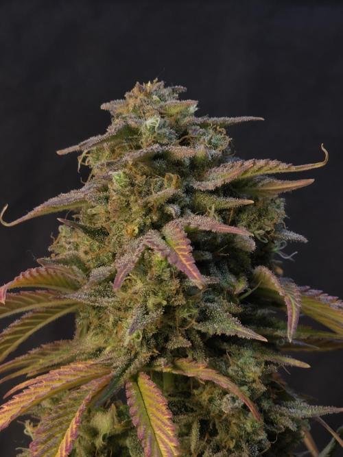 Slamberry - Speedrun Seeds. Week 12